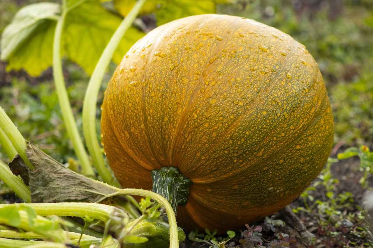 Manuel ve Elektrikli Sebze Doğrayıcılar