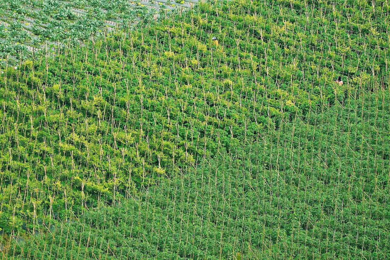 Sebze Doğrayıcısının Temizliği