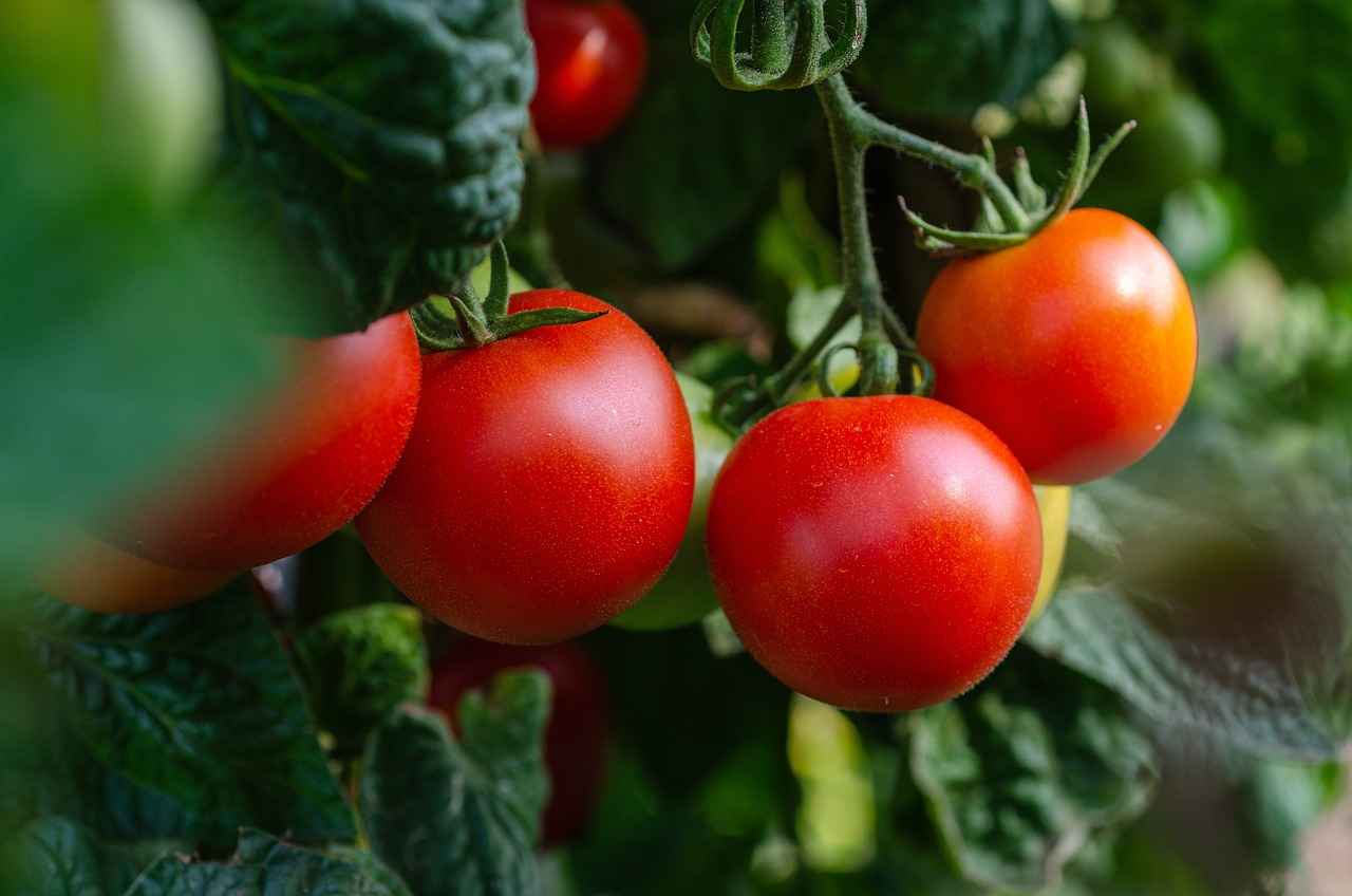 8. Hangi Sebzeler İçin Doğrayıcı Kullanılmalı?